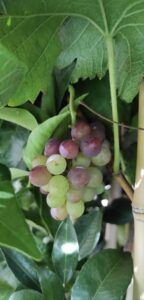 Uva Niágara